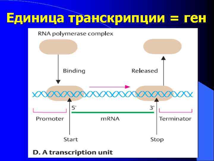 Единица транскрипции = ген 