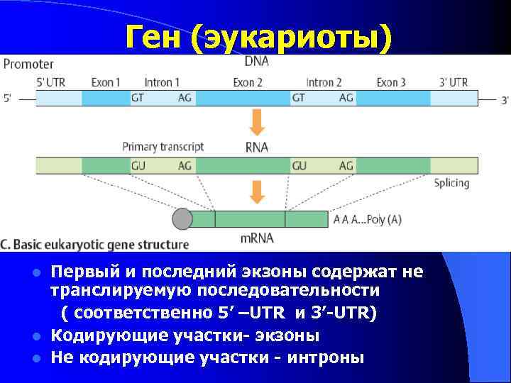 Ген (эукариоты) Первый и последний экзоны содержат не транслируемую последовательности ( соответственно 5’ –UTR