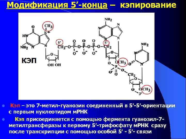 Схема образования гуанозина