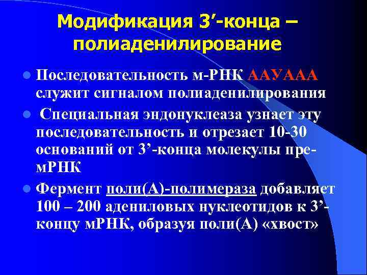 Модификация 3’-конца – полиаденилирование l Последовательность м-РНК ААУААА служит сигналом полиаденилирования l Специальная эндонуклеаза