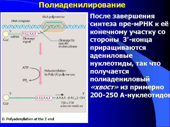 Созревание пре мрнк