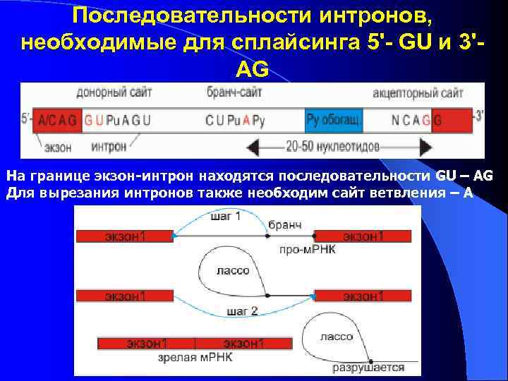 Последовательности интронов, необходимые для сплайсинга 5'- GU и 3'AG На границе экзон-интрон находятся последовательности