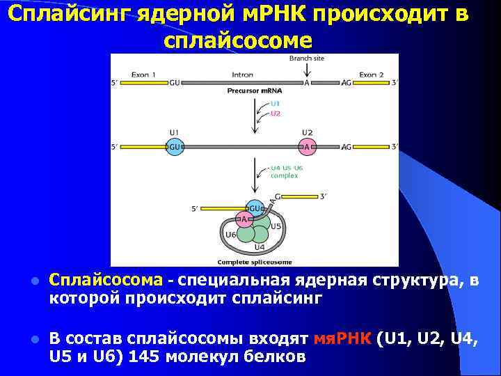 Сплайсинг ядерной м. РНК происходит в сплайсосоме l Сплайсосома - специальная ядерная структура, в
