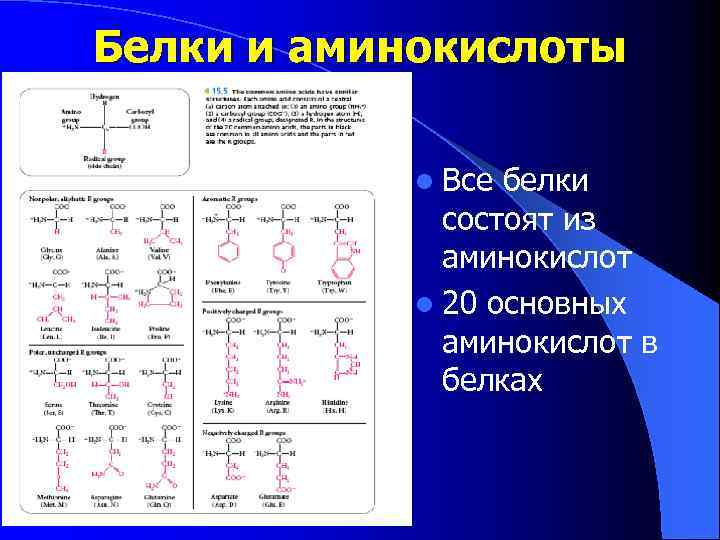 Белки и аминокислоты l Все белки состоят из аминокислот l 20 основных аминокислот в