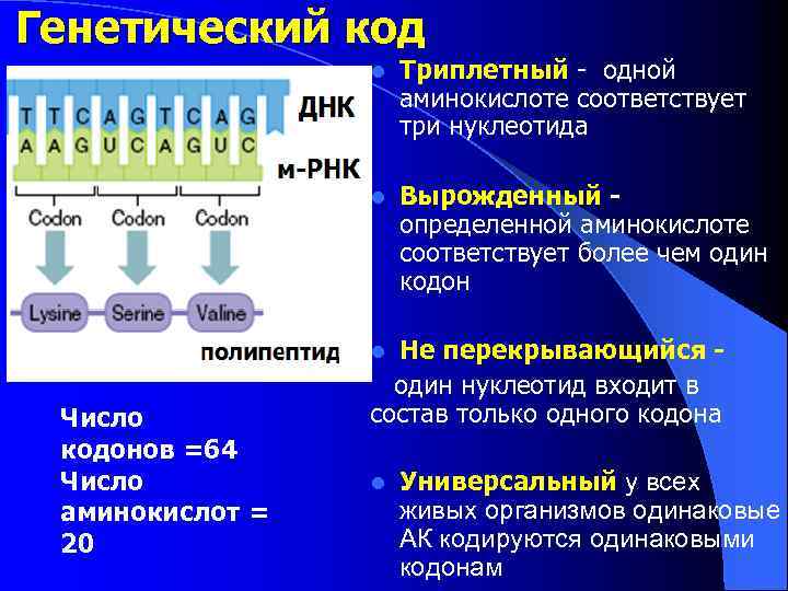 Генетический код l Триплетный - одной аминокислоте соответствует три нуклеотида l Вырожденный - определенной
