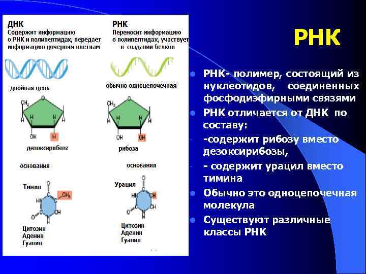 РНК РНК- полимер, состоящий из нуклеотидов, соединенных фосфодиэфирными связями l РНК отличается от ДНК
