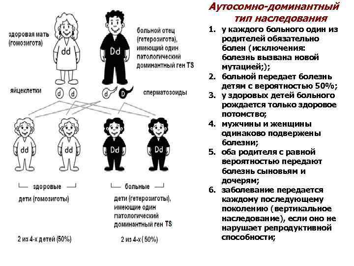 Аутосомно-доминантный тип наследования 1. у каждого больного один из родителей обязательно болен (исключения: болезнь