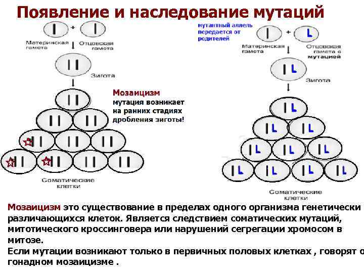 Появление и наследование мутаций Мозаицизм это существование в пределах одного организма генетически различающихся клеток.