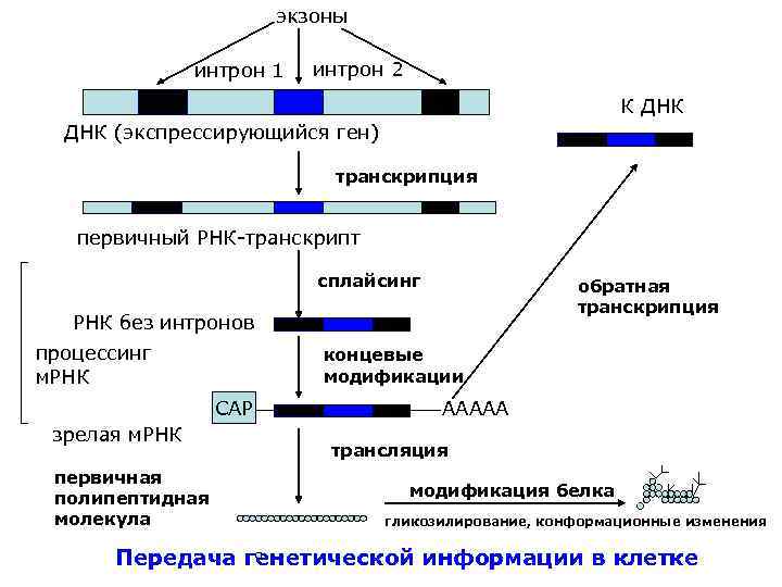 экзоны интрон 1 интрон 2 К ДНК (экспрессирующийся ген) транскрипция первичный РНК-транскрипт сплайсинг обратная