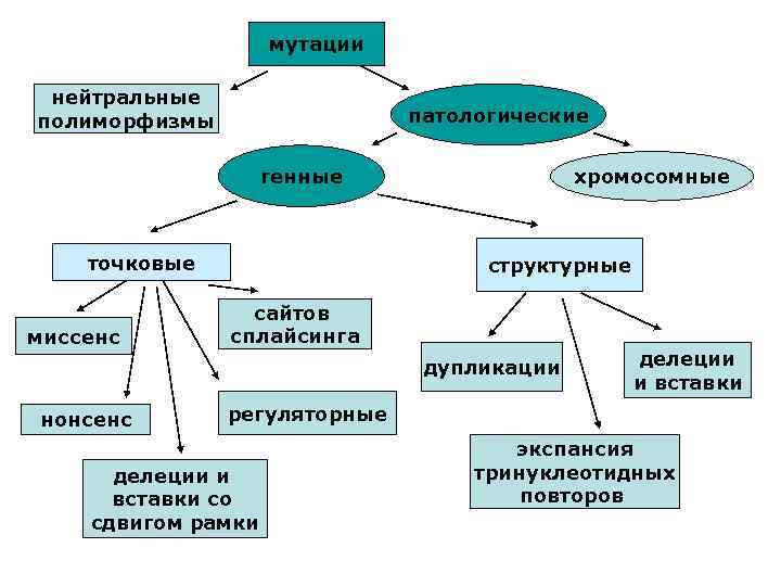 мутации нейтральные полиморфизмы патологические генные точковые миссенс хромосомные структурные сайтов сплайсинга дупликации нонсенс делеции