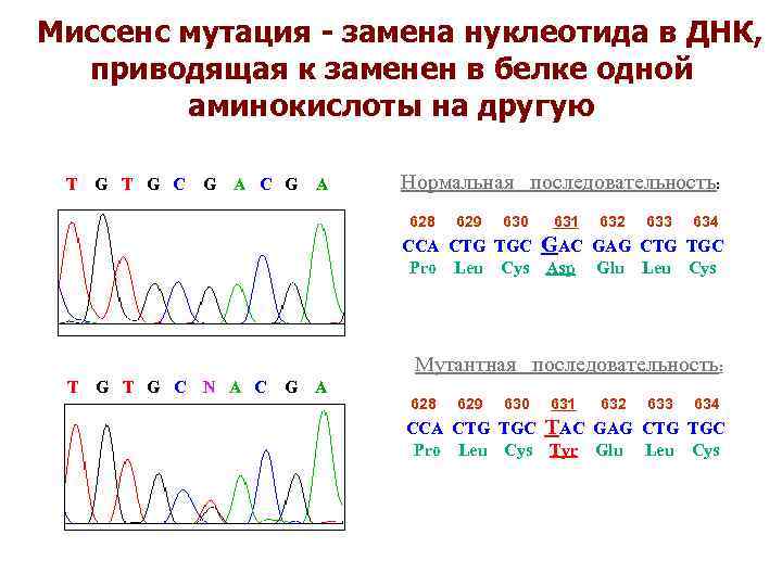  Миссенс мутация - замена нуклеотида в ДНК, приводящая к заменен в белке одной