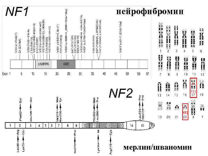 NF 1 нейрофибромин NF 2 мерлин/шваномин 