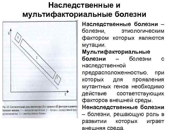 Наследственные и мультифакториальные болезни Наследственные болезни – болезни, этиологическим фактором которых являются мутации. Мультифакториальные