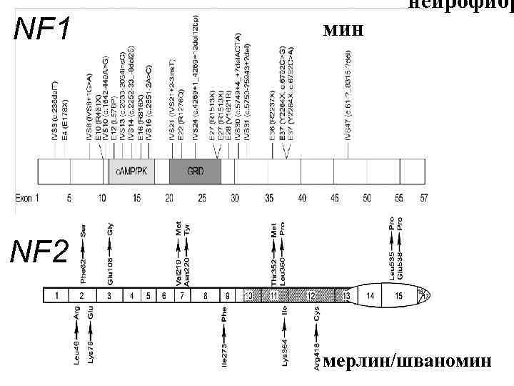 NF 1 нейрофибр мин NF 2 мерлин/шваномин 