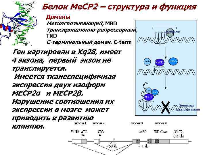 Белок Me. CP 2 – структура и функция Домены Метилсвязывающий, MBD Транскрипционно-репрессорный, TRD промотор