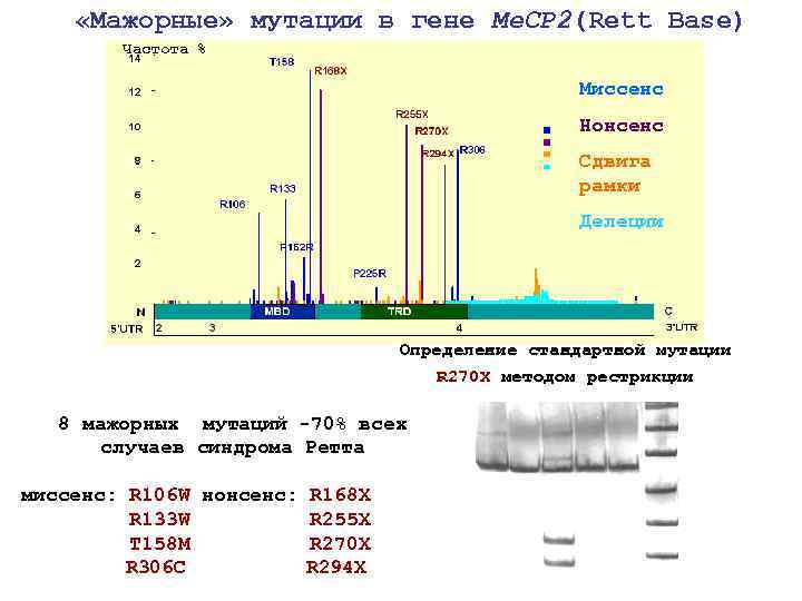  «Мажорные» мутации в гене Me. CP 2(Rett Base) Частота % Миссенс Нонсенс Сдвига