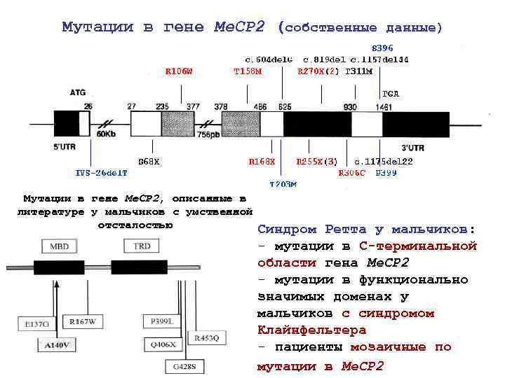 Мутации в гене Me. CP 2 (собственные данные) Мутации в гене Me. CP 2,