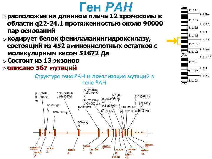 Ген PAH o расположен на длинном плече 12 хромосомы в области q 22 -24.