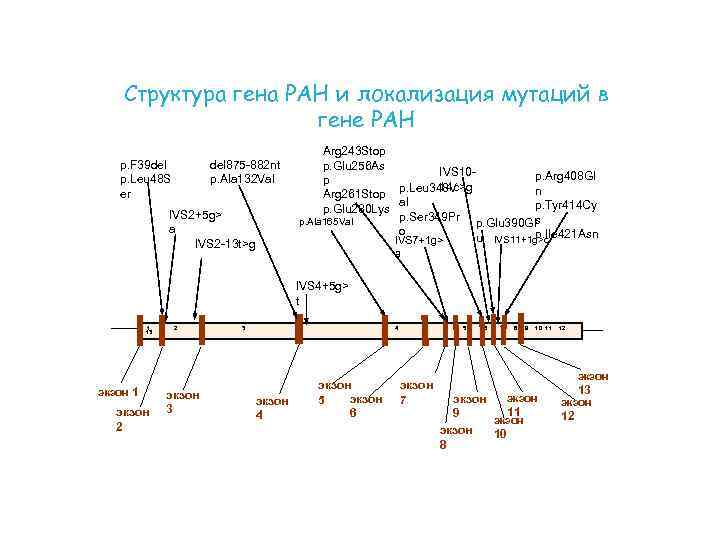 Структура гена PAH и локализация мутаций в гене PAH p. F 39 del p.
