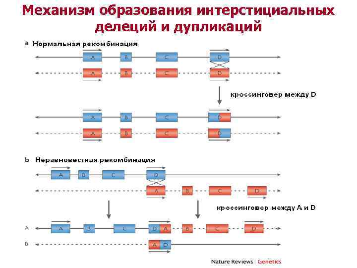 Механизм образования интерстициальных делеций и дупликаций 