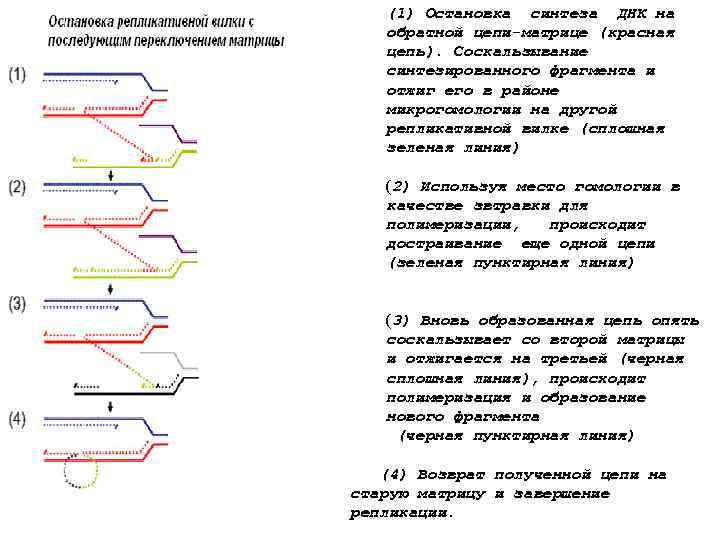 (1) Остановка синтеза ДНК на обратной цепи-матрице (красная цепь). Соскальзывание синтезированного фрагмента и отжиг