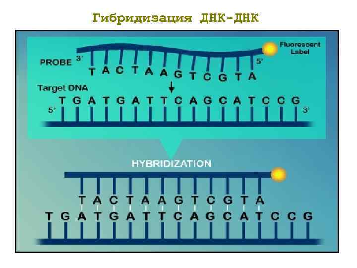 Гибридизация ДНК-ДНК 