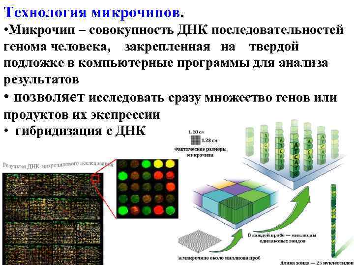 Днк микрочипы презентация