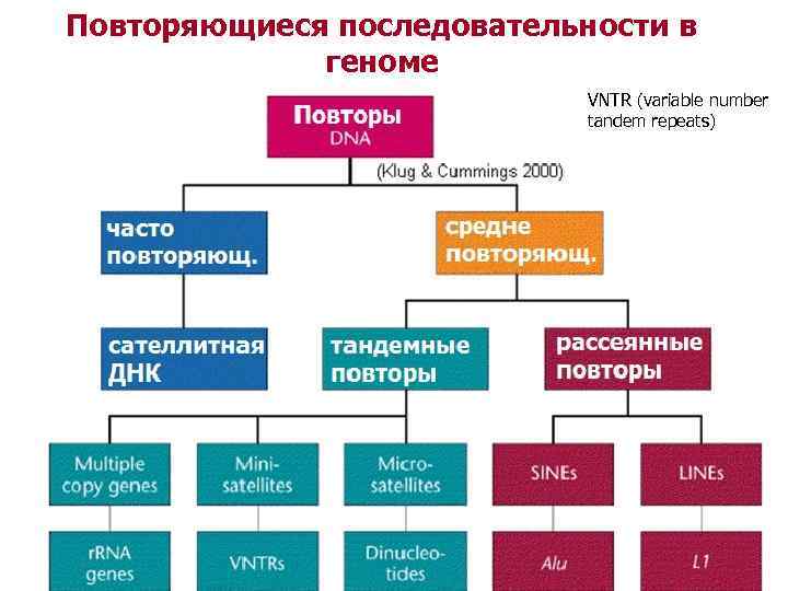 Повторяющиеся последовательности в геноме VNTR (variable number tandem repeats) 