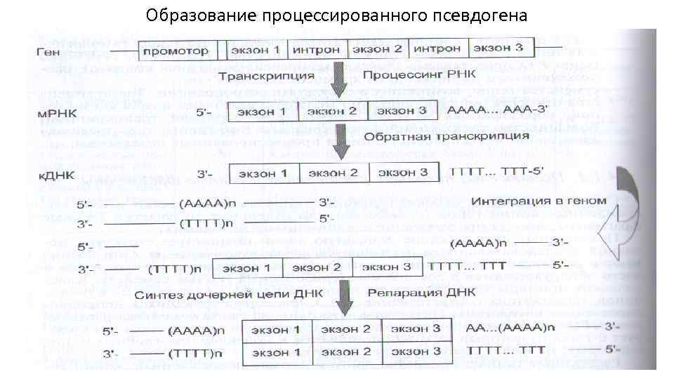 Образование процессированного псевдогена 