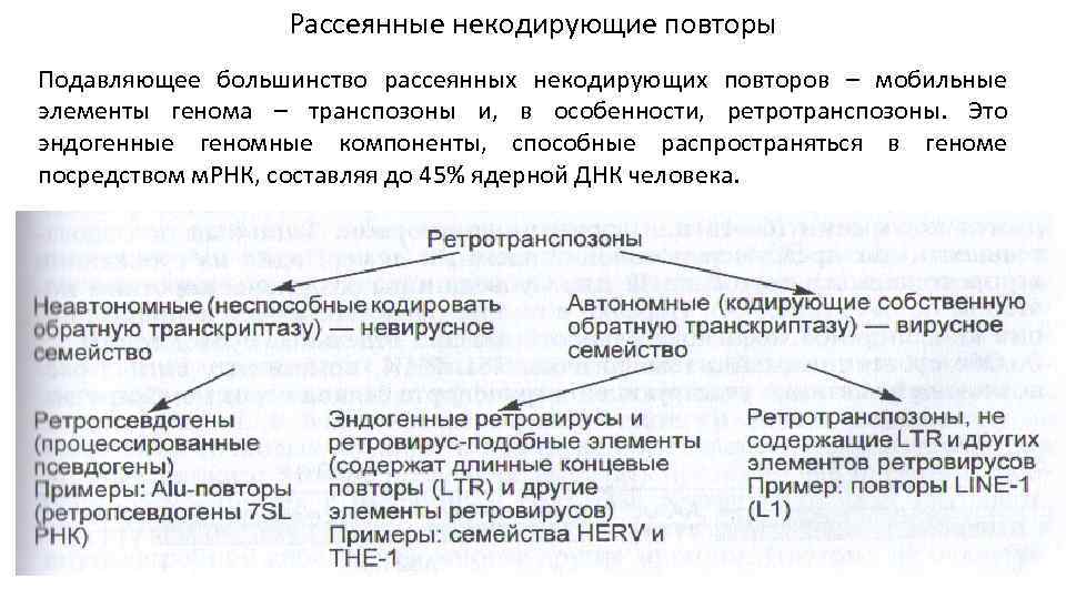 Рассеянные некодирующие повторы Подавляющее большинство рассеянных некодирующих повторов – мобильные элементы генома – транспозоны