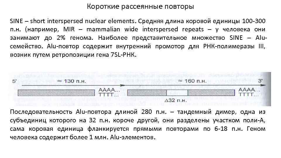 Короткие рассеянные повторы SINE – short interspersed nuclear elements. Средняя длина коровой единицы 100