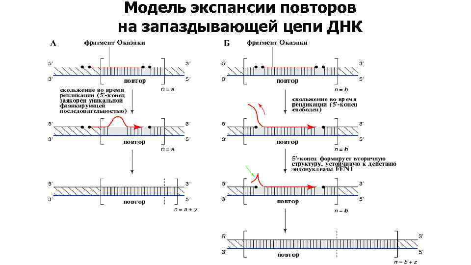 Модель экспансии повторов на запаздывающей цепи ДНК 