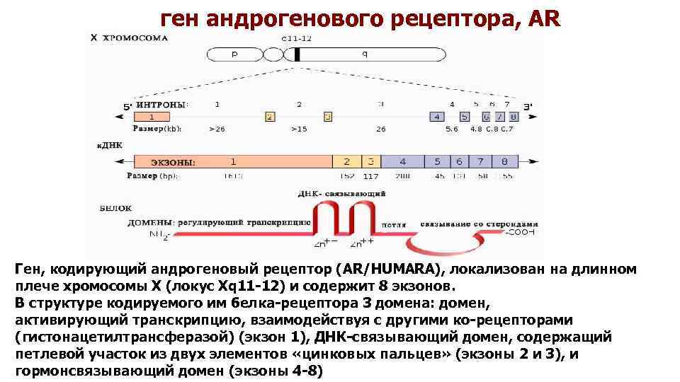 ген андрогенового рецептора, AR Ген, кодирующий андрогеновый рецептор (AR/HUMARA), локализован на длинном плече хромосомы