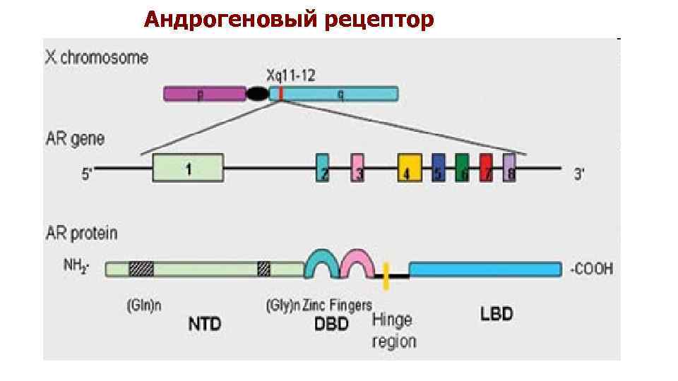 Андрогеновый рецептор 