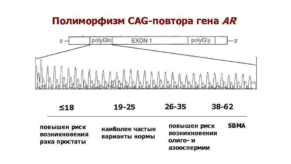 Полиморфизм CAG-повтора гена AR ≤ 18 повышен риск возникновения рака простаты 19 -25 наиболее