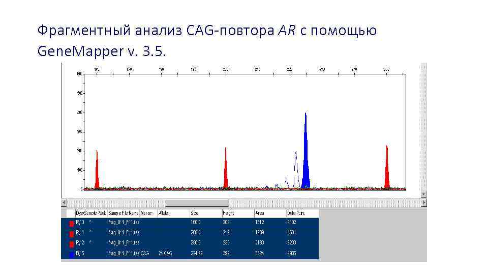 Фрагментный анализ CAG-повтора AR с помощью Gene. Mapper v. 3. 5. 