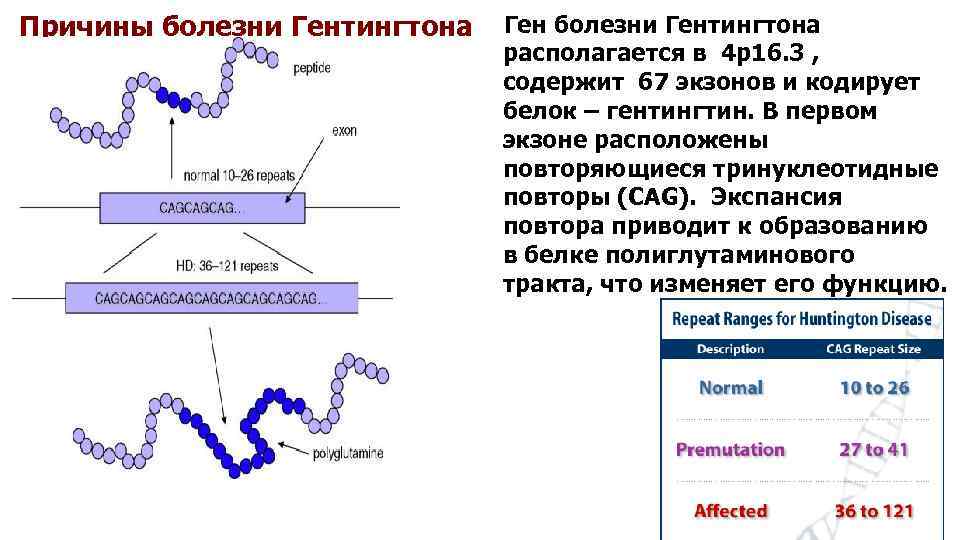 Причины болезни Гентингтона Ген болезни Гентингтона располагается в 4 р16. 3 , содержит 67