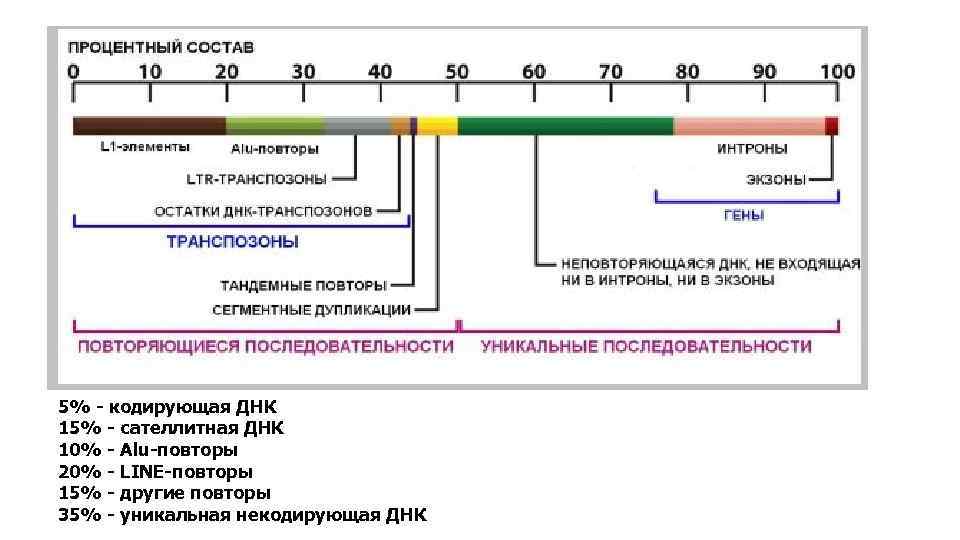 5% - кодирующая ДНК 15% - сателлитная ДНК 10% - Alu-повторы 20% - LINE-повторы