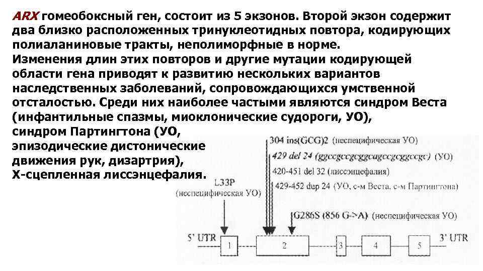 ARX гомеобоксный ген, состоит из 5 экзонов. Второй экзон содержит два близко расположенных тринуклеотидных