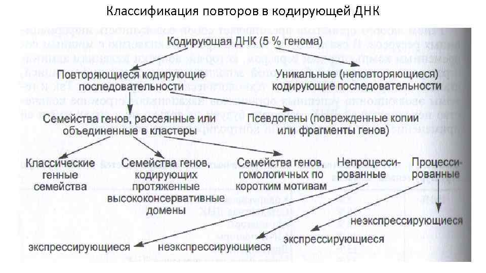 Классификация повторов в кодирующей ДНК 