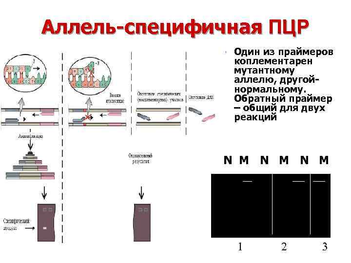 Аллель-специфичная ПЦР l Один из праймеров коплементарен мутантному аллелю, другойнормальному. Обратный праймер – общий