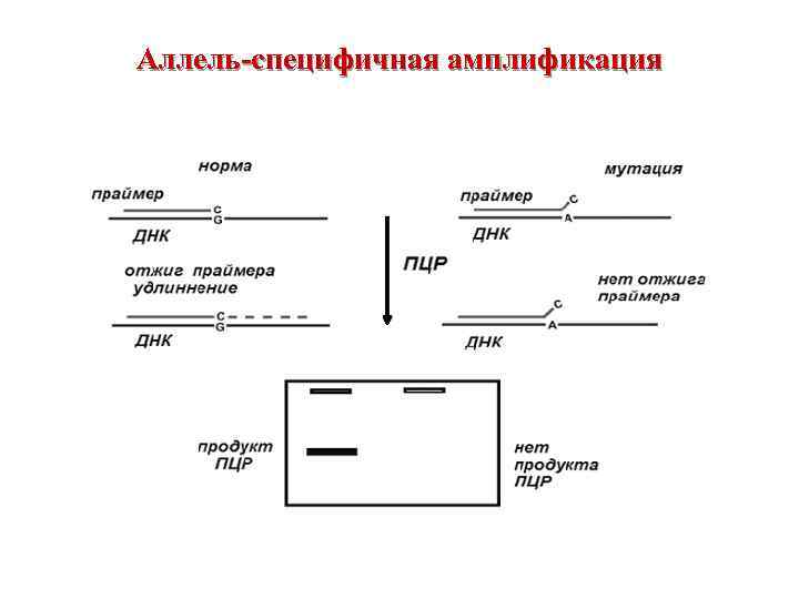 Аллель-специфичная амплификация 