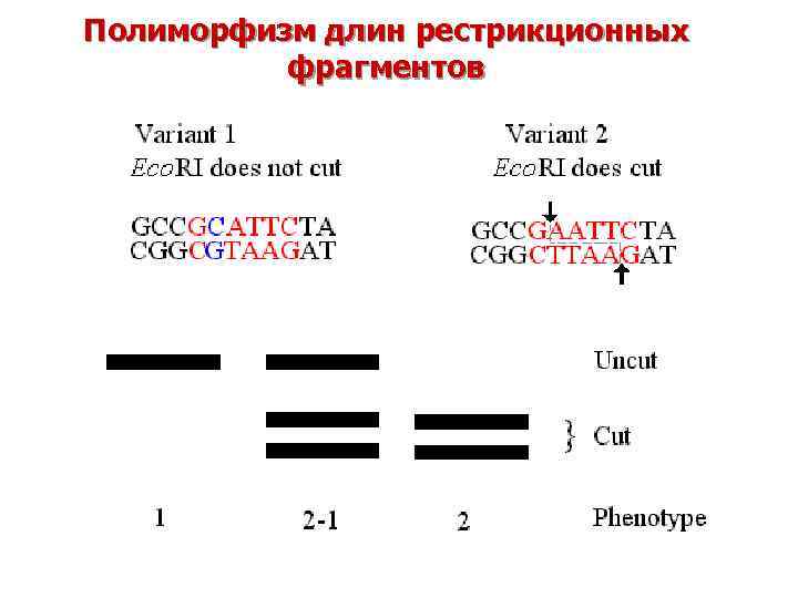 Полиморфизм длин рестрикционных фрагментов 
