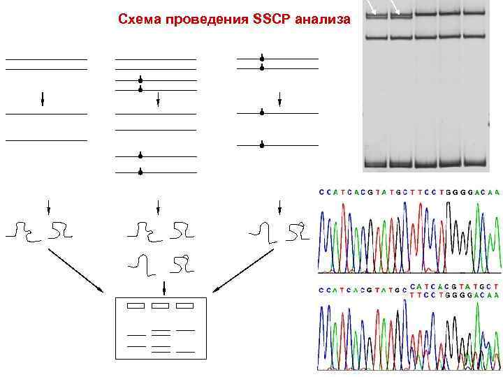Схема проведения SSCP анализа Нормальная ДНК (Н) Мутантная ДНК (М) денатурация ренатурация однонитевой ДНК