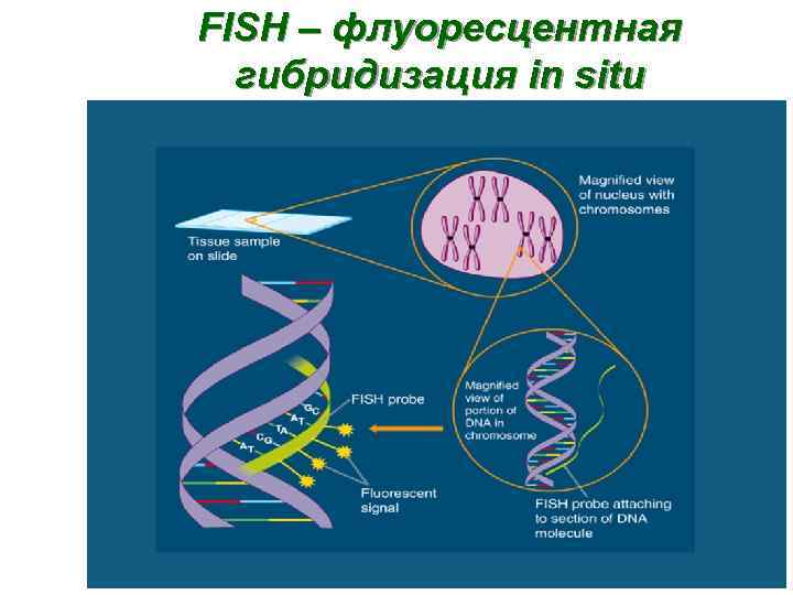 FISH – флуоресцентная гибридизация in situ 