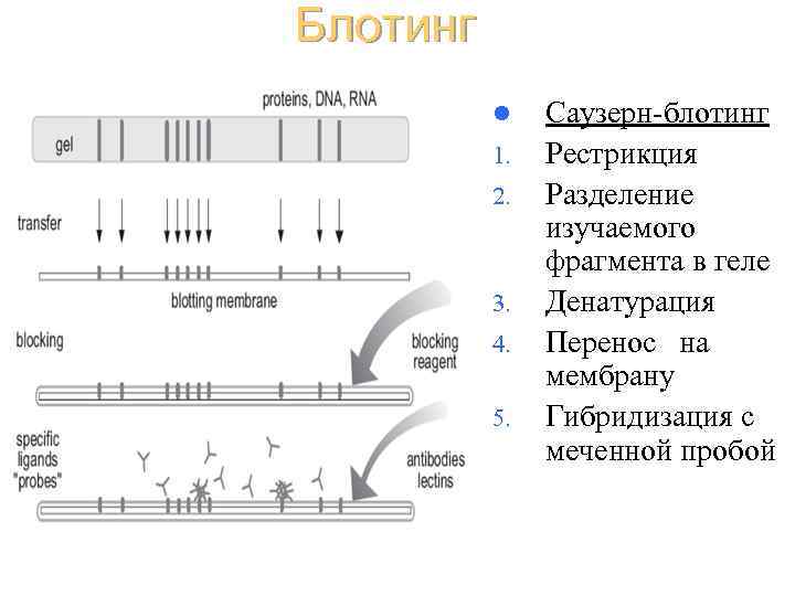 Блотинг l 1. 2. 3. 4. 5. Саузерн-блотинг Рестрикция Разделение изучаемого фрагмента в геле