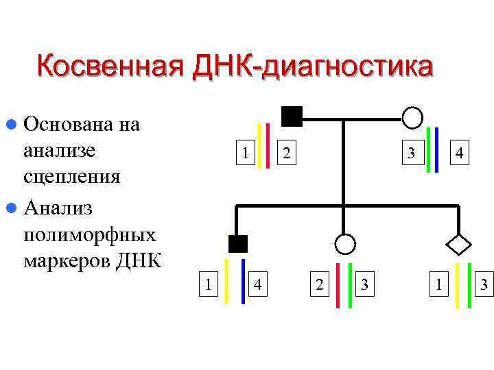 Косвенная ДНК-диагностика l Основана на анализе сцепления l Анализ полиморфных маркеров ДНК 1 1