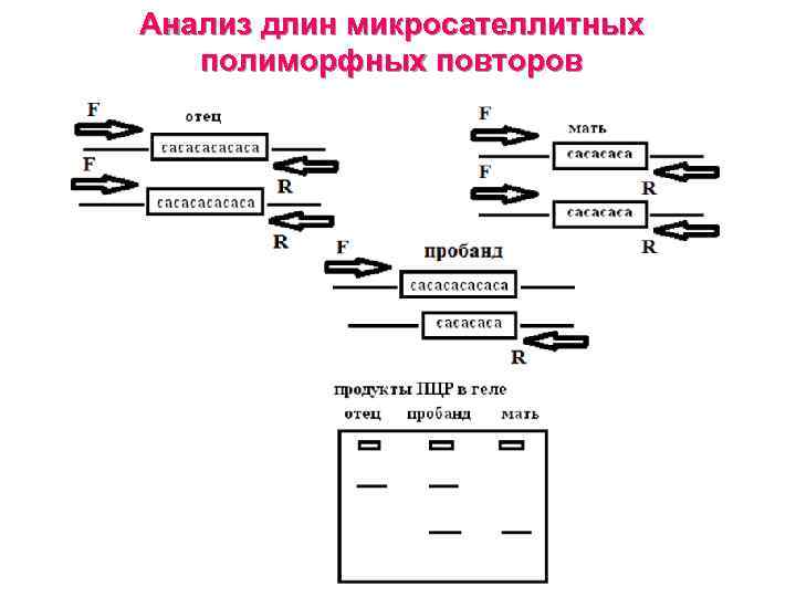 Анализ длин микросателлитных полиморфных повторов 