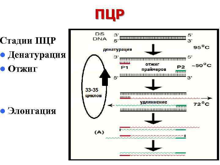 Стадии ПЦР l Денатурация l Отжиг l Элонгация ПЦР 