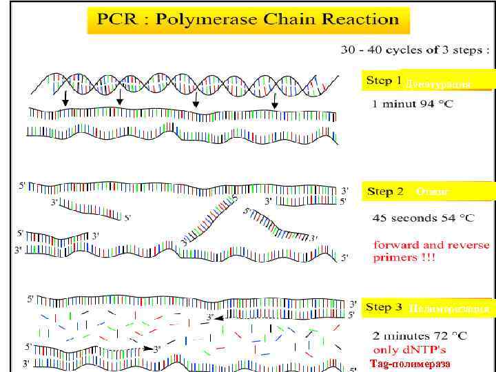 Денатурация Отжиг Полимеризация Tag-полимераза 